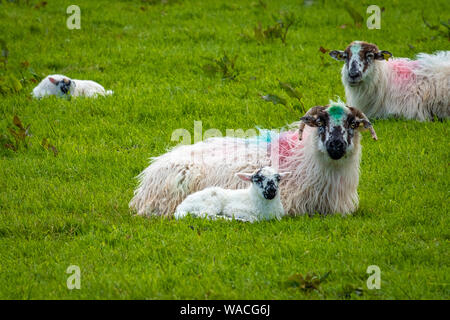 Schafe und Lämmer auf Irlands grüne Felder und an der Atlantikküste Stockfoto