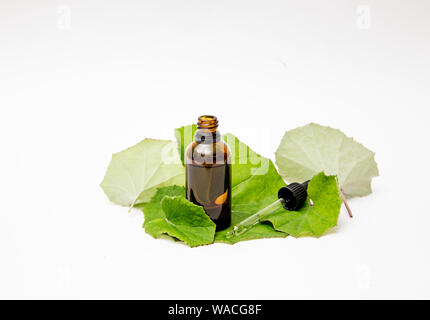 Tussilago farfara (coughwort, Tash Pflanze, Farfara) allgemein als huflattich geglaubt, natürliche Husten zu beheben. Tinktur Flasche mit frische Blätter, Stockfoto