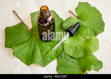 Tussilago farfara (coughwort, Tash Pflanze, Farfara) allgemein als huflattich geglaubt, natürliche Husten zu beheben. Tinktur Flasche mit frische Blätter, Stockfoto