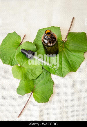 Tussilago farfara (coughwort, Tash Pflanze, Farfara) allgemein als huflattich geglaubt, natürliche Husten zu beheben. Tinktur Flasche mit frische Blätter, Stockfoto