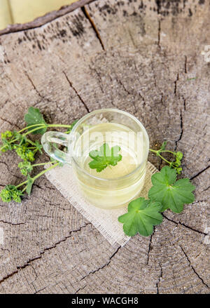 Alchemilla Vulgaris, der gemeinsamen Dame Mantel Heilpflanzen Kräutertee Konzept. Zusammensetzung von natürlichen Holz- Hintergrund. Stockfoto