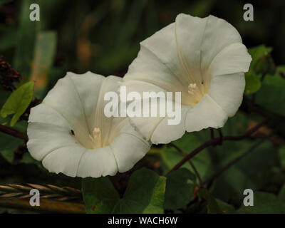 Große weiße Gemeinsame bindweed Blumen (Convolvulus arvensis) in einer Hecke Stockfoto