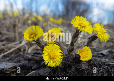 Die erste Feder Sunny flower in Nordeuropa, sun Symbol. Gelbe Felder der Blüte coughwort (gemeinsame Bull's-foot, Tussilago farfara) Stockfoto