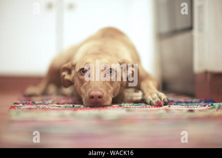 Hund, Haustier, auf dem Boden liegend auf dem Teppich im Flur Stockfoto