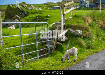 Schafe und Lämmer auf Irlands grüne Felder und an der Atlantikküste Stockfoto