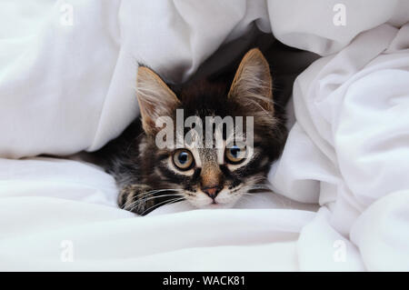 Ein wenig tabby Kätzchen sieht aus unter einer weißen Decke. Stockfoto