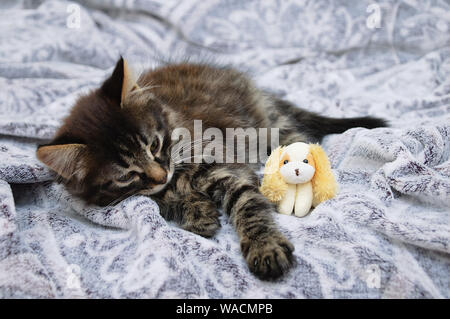 Die kleine Katze liegt auf einem Grau karierte mit einem Spielzeug Hund. Close-up. Stockfoto