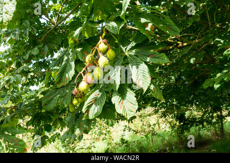Europäischer Pferd-Kastanienbaum (Aesculus hippocastanum) Großbritannien. Stockfoto