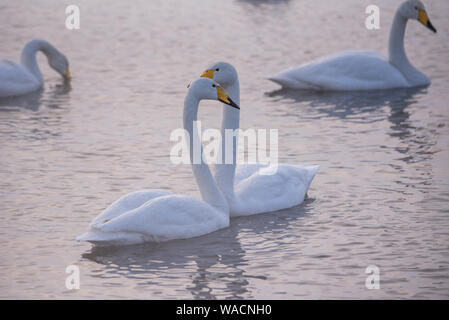 Zwei Schwäne in liebe Schwimmen wunderschön auf einem Winter Lake. 'Lebedinyj' Swan Nature Reserve, der Urozhaynoye vetloye" See, Dorf, Sovetsky Bezirk, Altai r Stockfoto