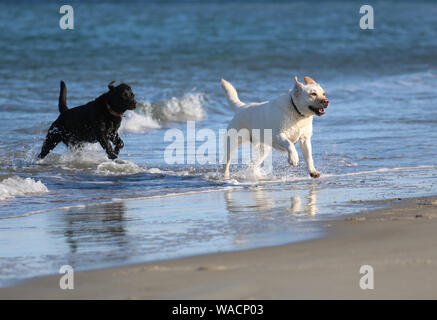 Zwei Labrador Retriever Hunde zusammen spielen am Strand eine ist Schwarz und Gelb Stockfoto