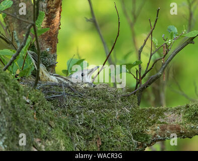 Ein ausgewachsener Mistel sitzt auf Eiern auf einem Vogelnest. Stockfoto