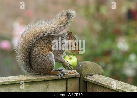 Ein graues Eichhörnchen (UK) mit einen Apfel von einem Baum in einem Garten. Stockfoto