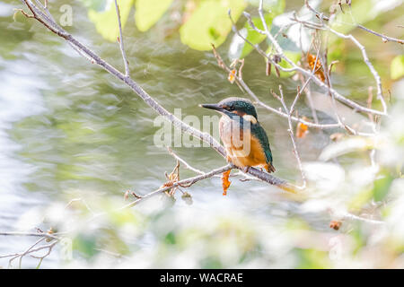 Ein jugendlicher Kingfisher (UK) thront auf einem Zweig über einem See. Stockfoto