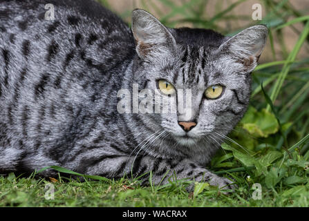 Eine Ägyptische Mau hautnah. Stockfoto