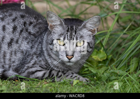 Eine Ägyptische Mau hautnah. Stockfoto