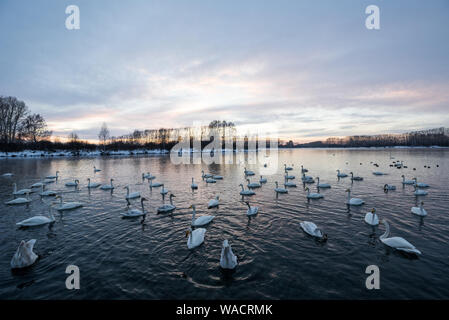 Blick auf den Winter See mit Schwänen. 'Lebedinyj' Swan Nature Reserve, der Urozhaynoye vetloye" See, Dorf, Sovetsky Bezirk, Altai Region, Russland Stockfoto