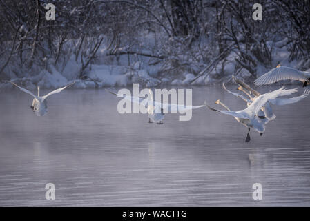 Eine Gruppe von Schwänen fliegen über den See. 'Lebedinyj' Swan Nature Reserve, der Urozhaynoye vetloye" See, Dorf, Sovetsky Bezirk, Altai Region, Russland Stockfoto