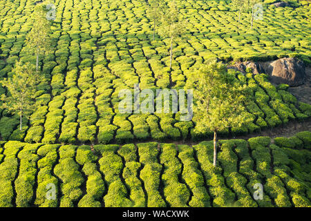 Atemberaubende Aussicht auf einen grünen Tee Plantage bei einem schönen Sonnenuntergang. Darjeeling Tee ist ein Tee in der Darjeeling Distrikt gewachsen, West Bengal, Indien. Stockfoto