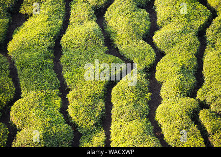 Atemberaubende Aussicht auf einen grünen Tee Plantage bei einem schönen Sonnenuntergang. Darjeeling Tee ist ein Tee in der Darjeeling Distrikt gewachsen, West Bengal, Indien. Stockfoto