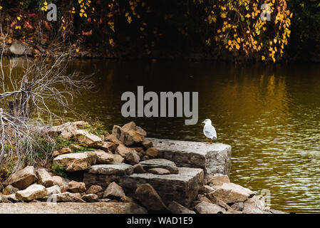 Möwen auf Felsen in der Nähe eines Flusses in Appleton WI Stockfoto