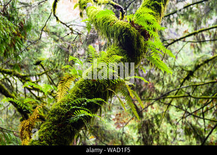 Nassen Baum überwachsen mit üppigen grünen Farne und Moose im Regenwald in British Columbia, Kanada. Stockfoto