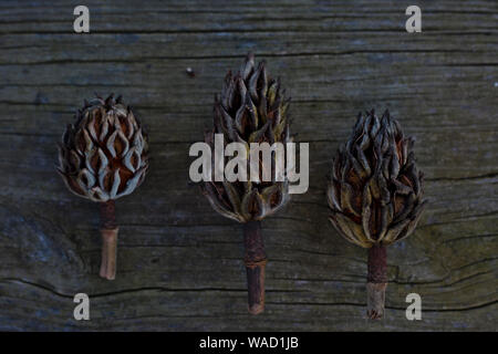Drei magnolia Samenkapseln legen gegen eine rustikale Holz Hintergrund Stockfoto