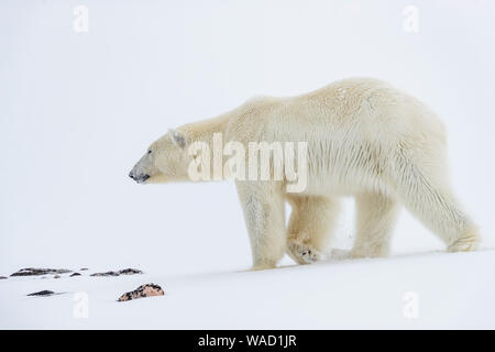 Ein Eisbär Spaziergänge im Schnee, einige Kieselsteine im Vordergrund. Stockfoto