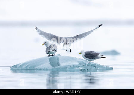 Eine schwarz-legged Kitt landet auf einem Stück Eis zwischen zwei andere Vögel Stockfoto