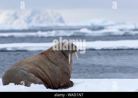 Ein walross steht auf einem Stück pack Eis, Berge im Hintergrund Stockfoto