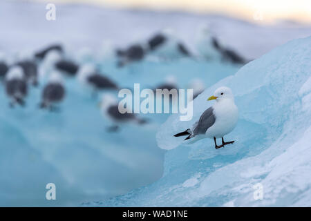 Eine Möwe sitzt auf einem Stück Eis, andere Vögel im Hintergrund Stockfoto