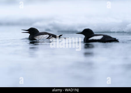 Zwei Gryllteisten schwimmt neben dem Rand des Packeises Stockfoto