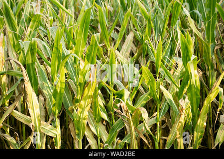 Anbau der Sorte Zea mais Pop Corn Field 50 Megapixel Drucke Stockfoto
