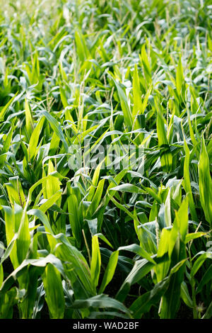 Anbau der Sorte Zea mais Pop Corn Field 50 Megapixel Drucke Stockfoto