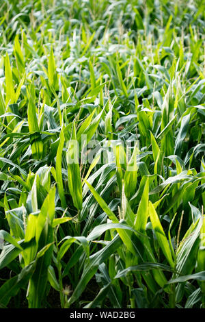 Anbau der Sorte Zea mais Pop Corn Field 50 Megapixel Drucke Stockfoto