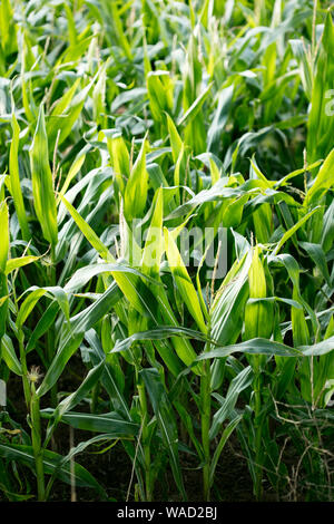 Anbau der Sorte Zea mais Pop Corn Field 50 Megapixel Drucke Stockfoto