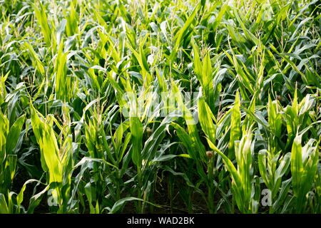 Anbau der Sorte Zea mais Pop Corn Field 50 Megapixel Drucke Stockfoto