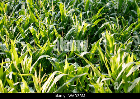 Anbau der Sorte Zea mais Pop Corn Field 50 Megapixel Drucke Stockfoto
