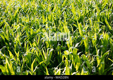 Anbau der Sorte Zea mais Pop Corn Field 50 Megapixel Drucke Stockfoto