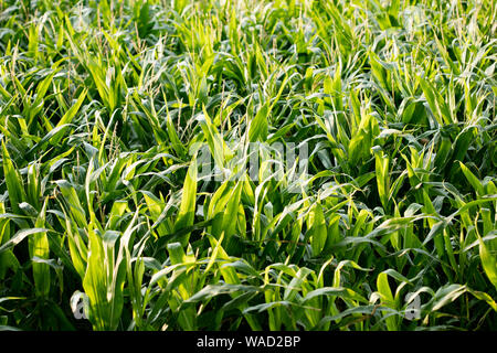 Anbau der Sorte Zea mais Pop Corn Field 50 Megapixel Drucke Stockfoto