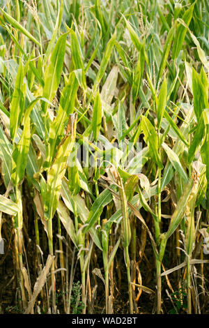 Anbau der Sorte Zea mais Pop Corn Field 50 Megapixel Drucke Stockfoto