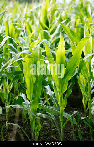 Anbau der Sorte Zea mais Pop Corn Field 50 Megapixel Drucke Stockfoto