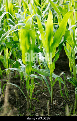 Anbau der Sorte Zea mais Pop Corn Field 50 Megapixel Drucke Stockfoto