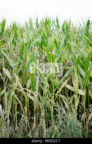 Anbau der Sorte Zea mais Pop Corn Field 50 Megapixel Drucke Stockfoto