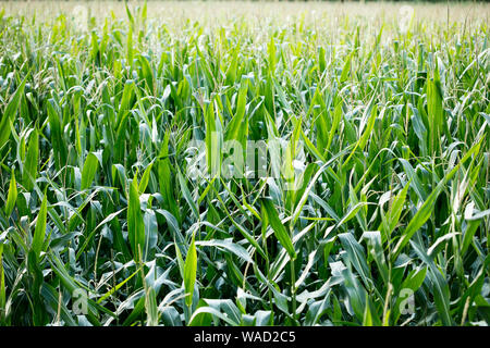 Anbau der Sorte Zea mais Pop Corn Field 50 Megapixel Drucke Stockfoto