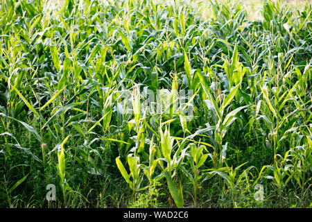 Anbau der Sorte Zea mais Pop Corn Field 50 Megapixel Drucke Stockfoto