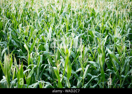 Anbau der Sorte Zea mais Pop Corn Field 50 Megapixel Drucke Stockfoto