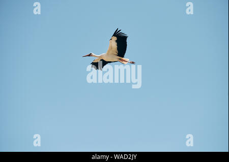 Von unten groß, Schwarz- und Weißstorch fliegen mit breiten Flügeln, die im blauen Himmel in Teneriffa. Stockfoto