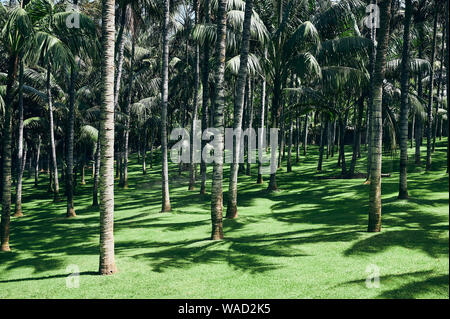 Palm Grove mit hohen, grünen Bäumen in hellen, sonnigen Tag auf Teneriffa Stockfoto
