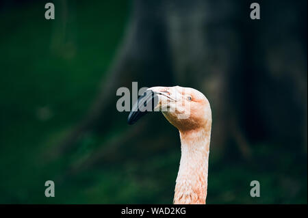 Einzigartige rosa Flamingo mit glänzenden schwarzen gebogenen Schnabel an der Kamera auf verschwommenes grün Hintergrund in Teneriffa. Stockfoto