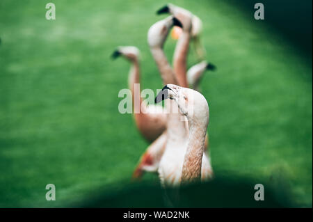 Wunderschöne rosa Flamingos in der Zeile erstreckt sich anmutig Hälse und schwarzen Schnabel auf grünen Rasen in Teneriffa umfasst Stockfoto